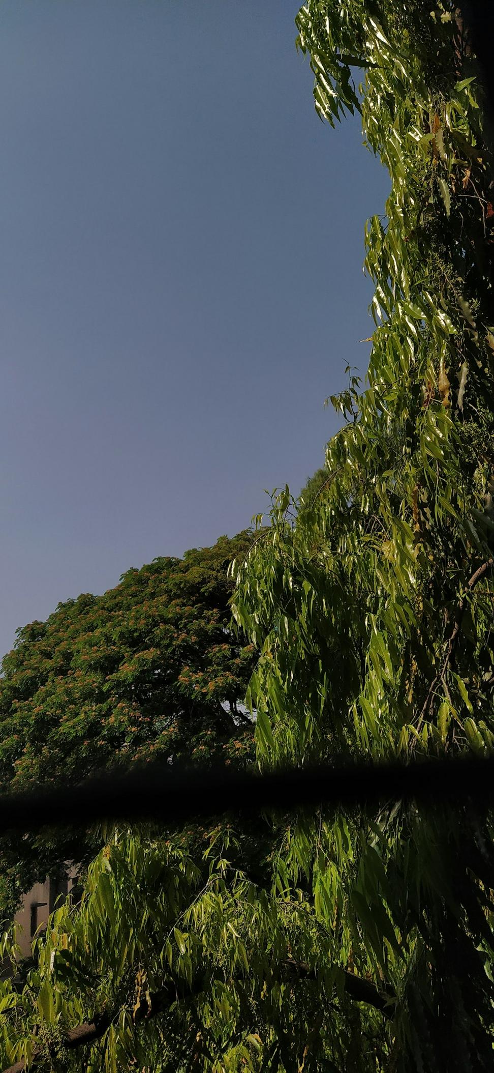 Living Roofs