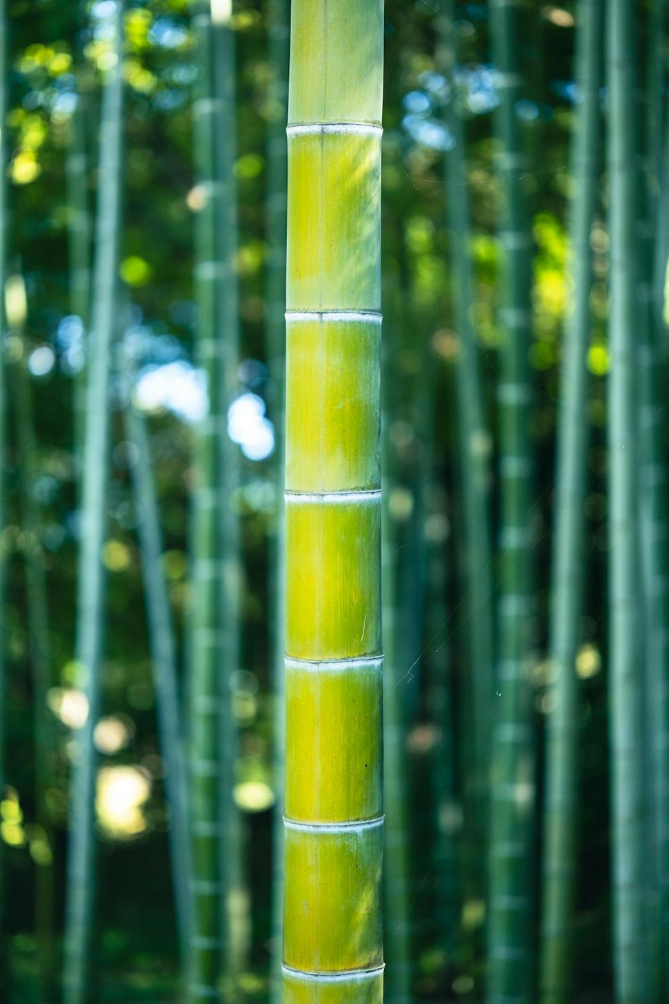 Bamboo